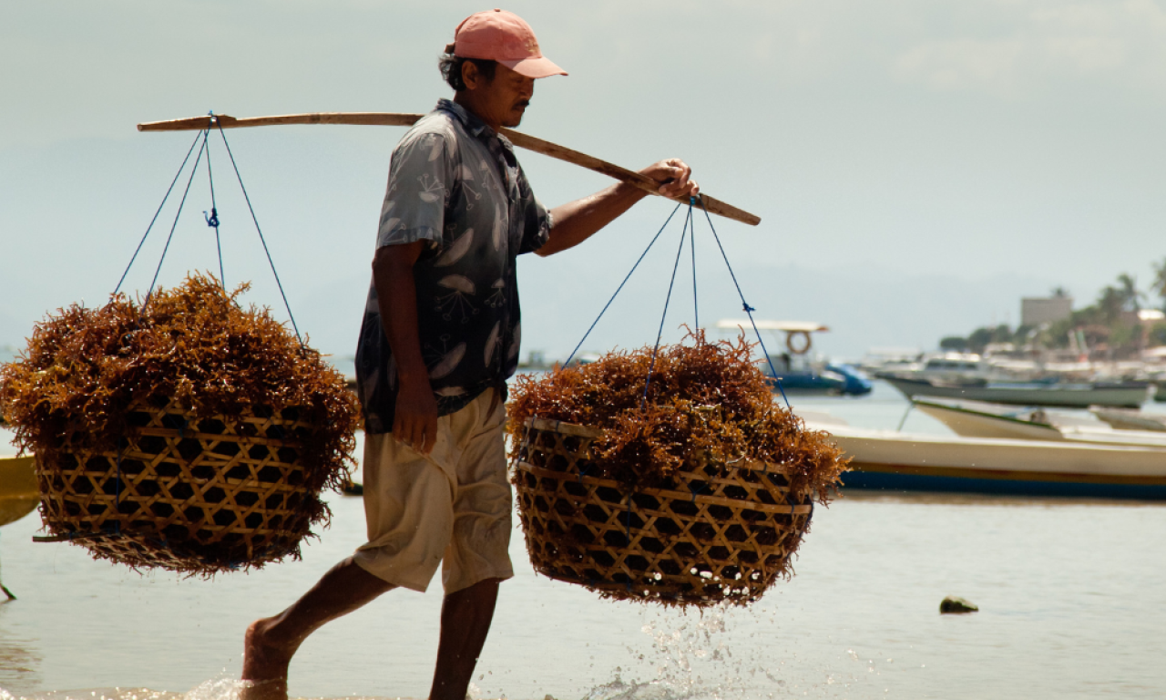There is potential for seaweed-related sustainable farming in many coastal community areas in low- and middle-income countries. Photo by WorldFish.