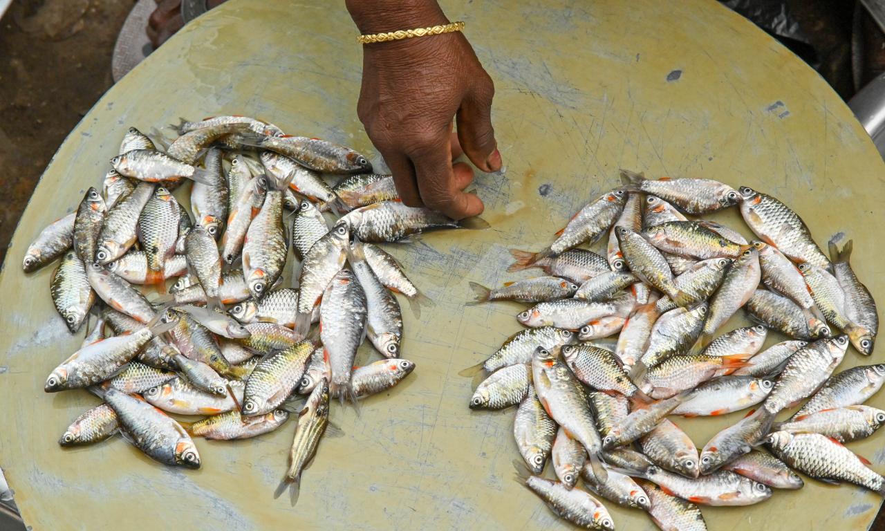 Advancing Nutrition-Sensitive Aquaculture: Building capacity for mass seed production of small Indigenous fish species. Photo by Sourabh Kumar Dubey, WorldFish.