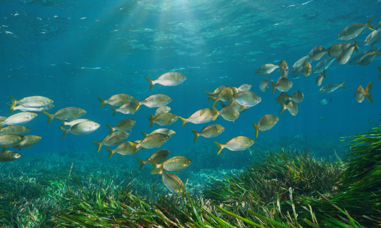 According to a new study published in Cybium, FishBase is one of the most cited sources in the history of scientific research. Photo by Damocean/Getty Images.