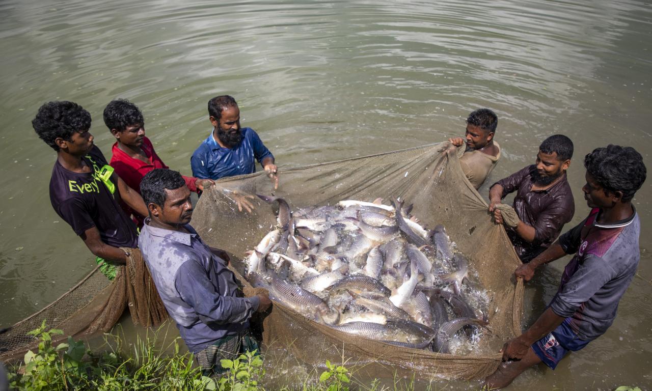 Generation-3 (G3) Rohu brood fish rearing.