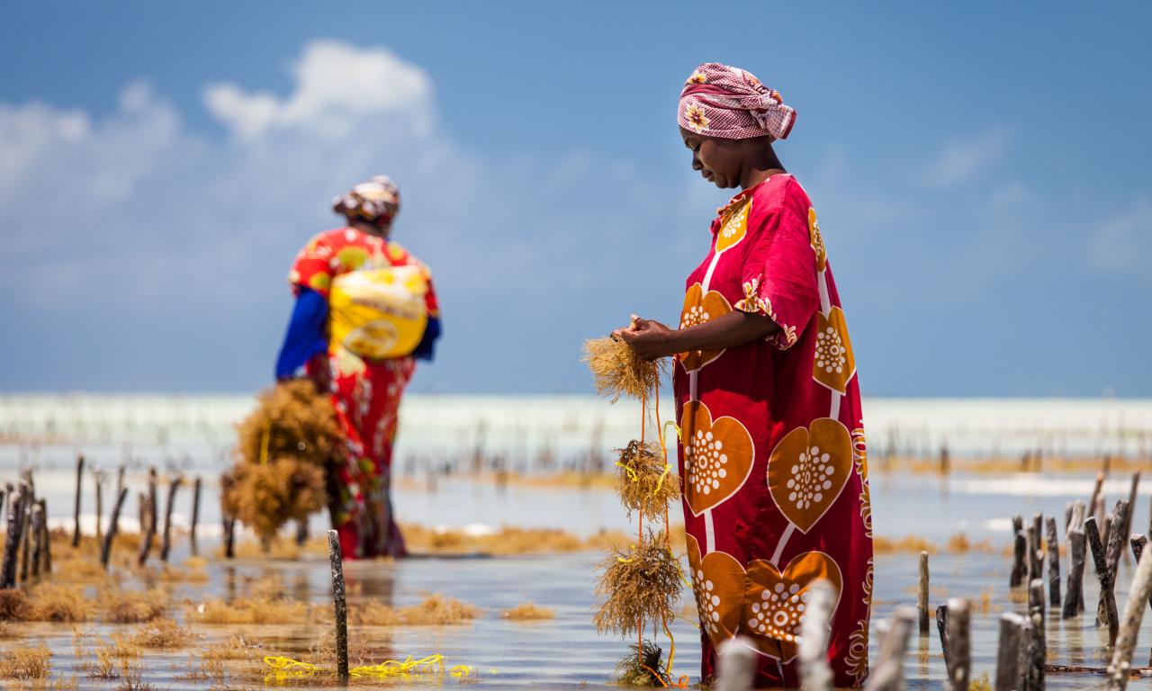 Harvesting seaweed in Jambiani