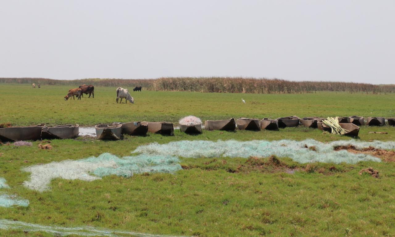 The Kafue flats are a vital asset in the life of the people who live near the wetlands because they are a source of income. Photo by Agness Chileya.