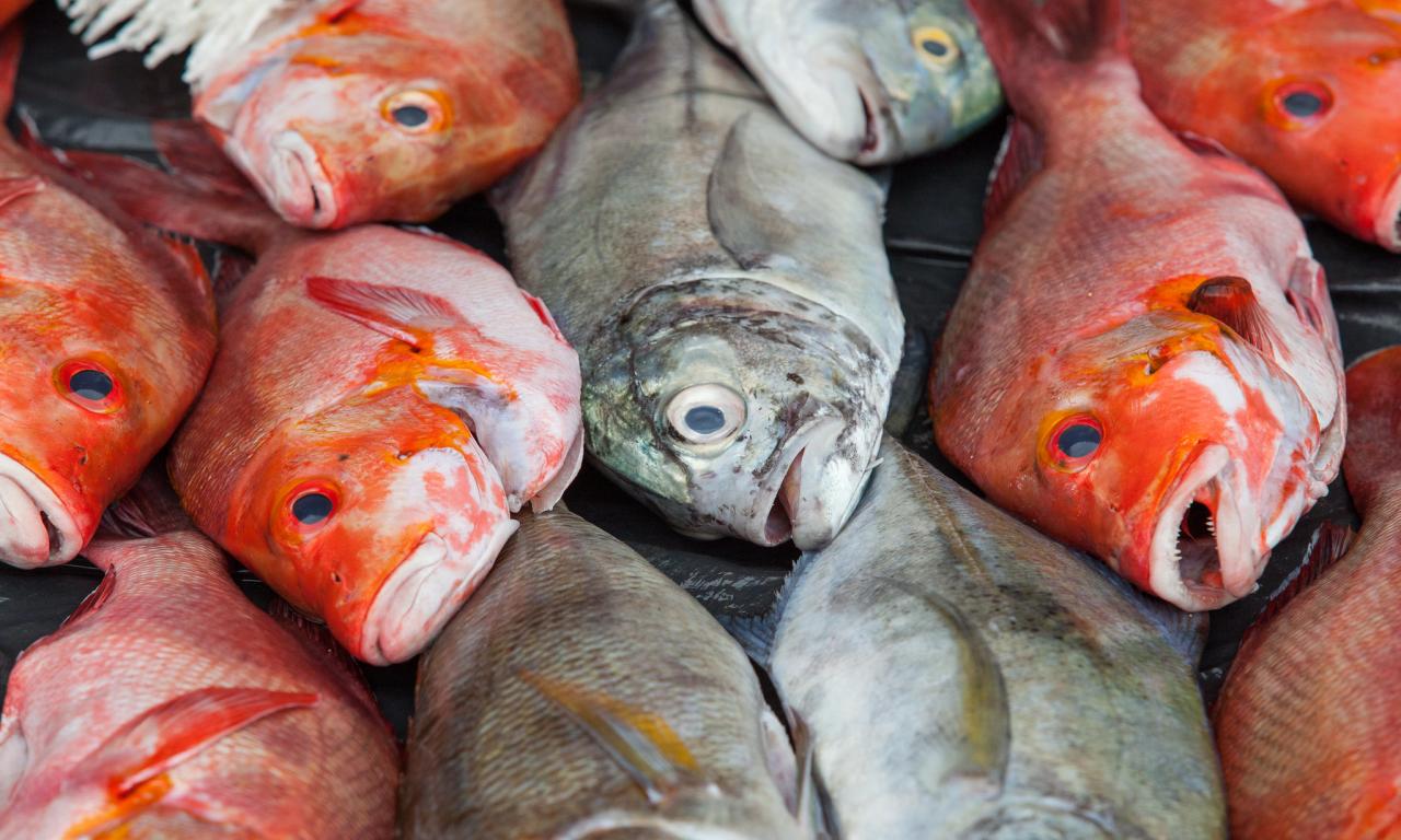 Reef fish for sale at Auki market, Malaita Province, Solomon Islands. Photo by Filip Milovac.