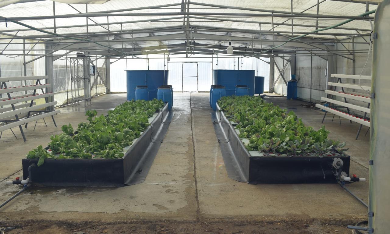 The aquaponics greenhouse sited at WorldFish, Egypt.