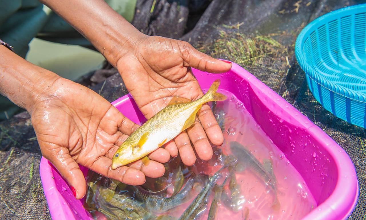 Aquatic foods are nutrient-rich. Photo: WorldFish