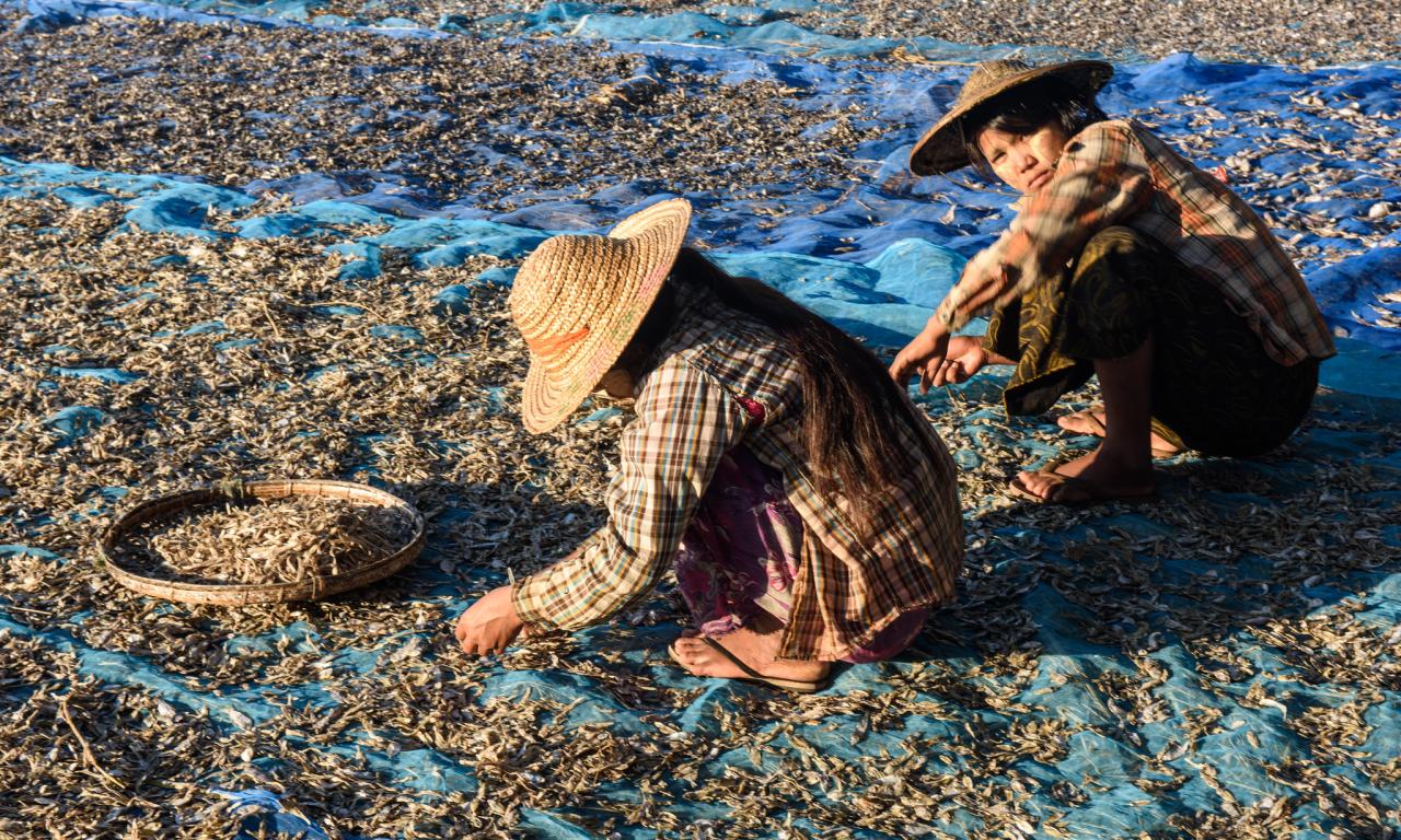 Women drying small fish before grinding them to powder. Photo by Finn Thilsted