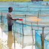 Aquaculture in Nigeria
