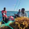 seaweed farming in Inhaca island Mozambique